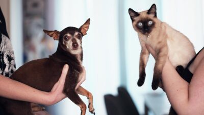 Chihuahua dog and Siamese cat being held indoors by their owners, capturing a cute pet moment.