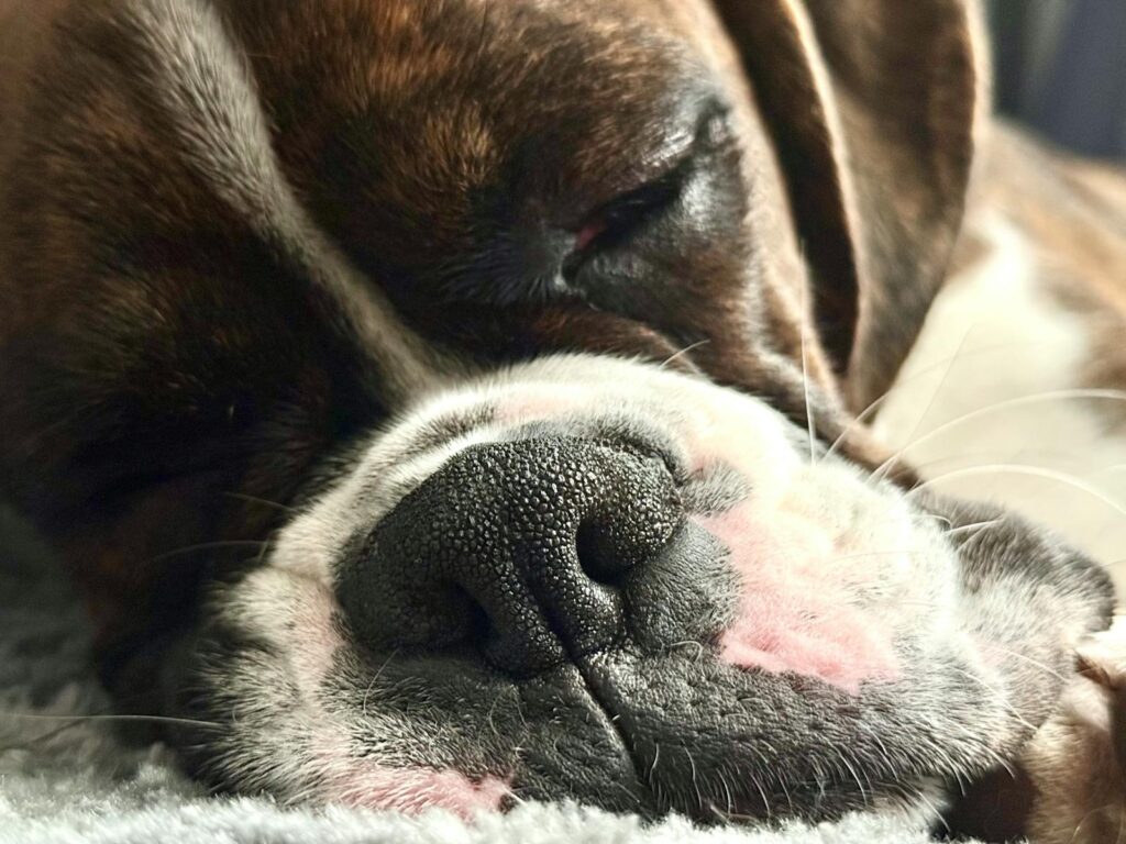 Adorable close-up of a Boxer dog's nose while sleeping, showcasing serene and peaceful canine rest.