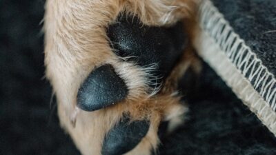 Will a Dog’s Nails Scratch Me?