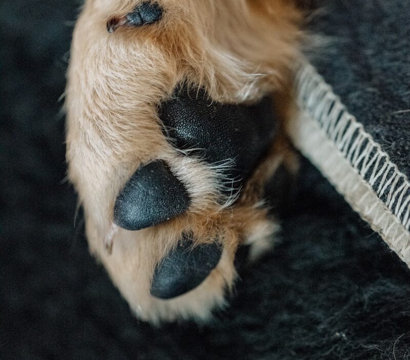 Will a Dog’s Nails Scratch Me?