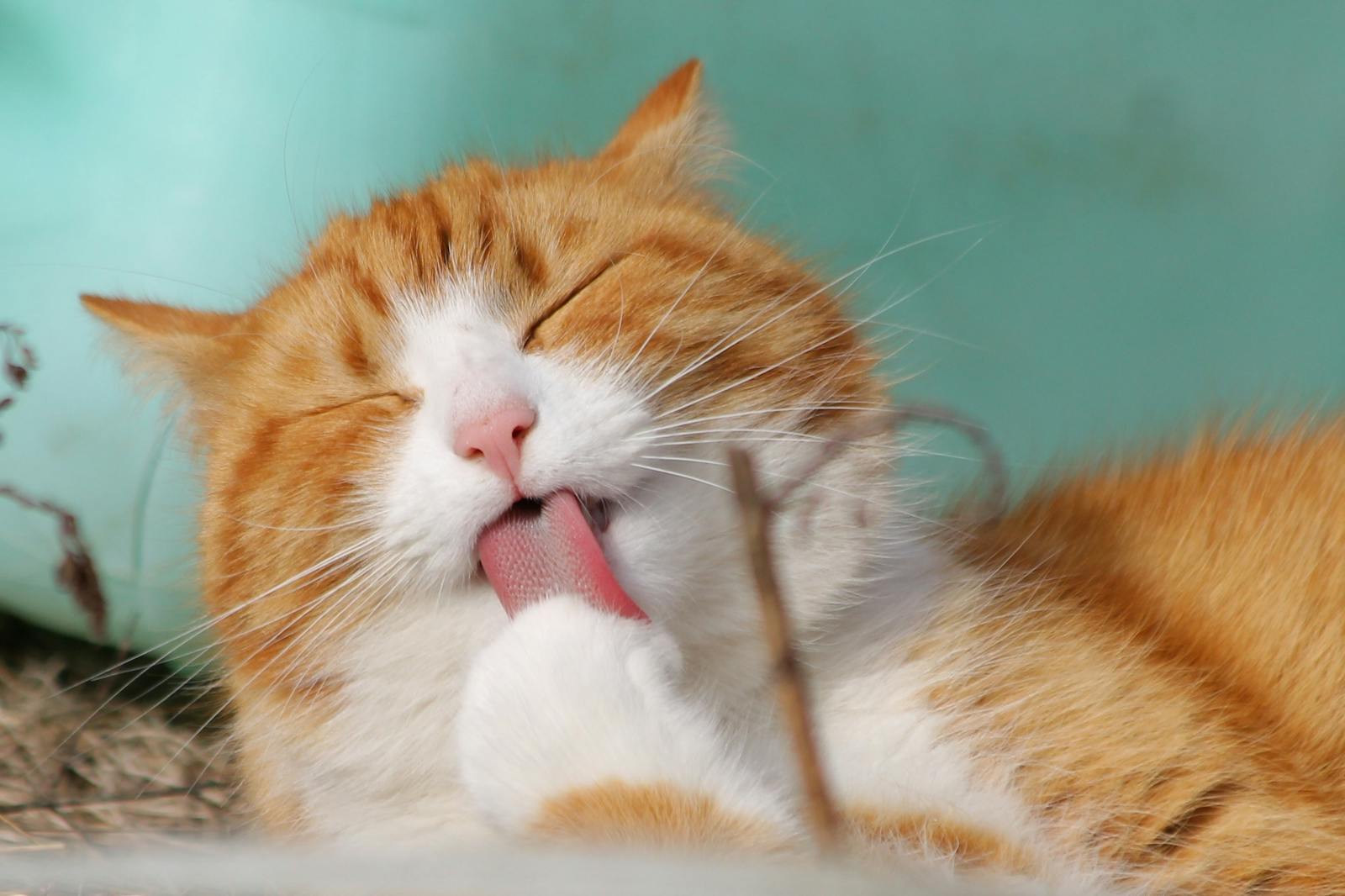 What do pets need