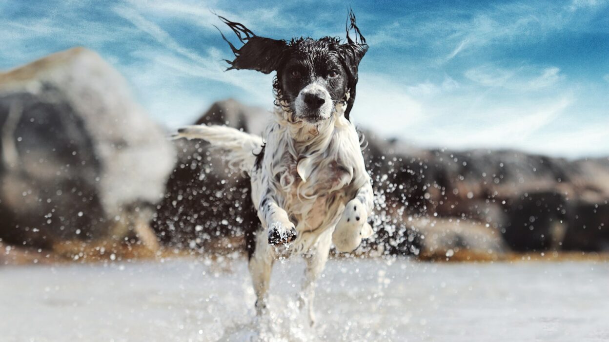 How Do Dogs Walk and Run